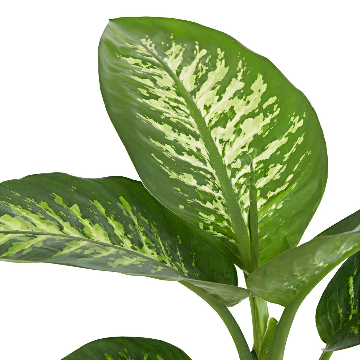 Dieffenbachia Tropic Snow - Dieffenbachia 'Tropic Snow' - Dieffenbachia