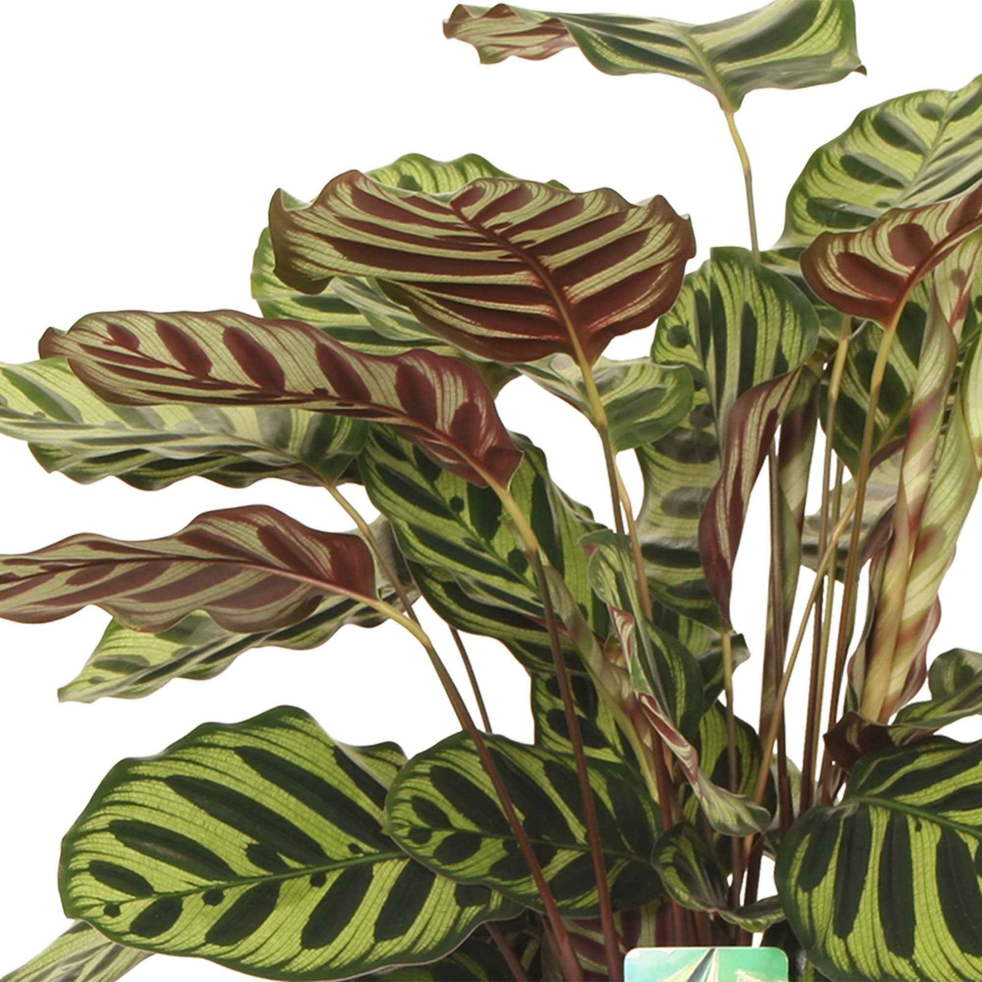 Calathea  makoyana - Petites plantes d'intérieur