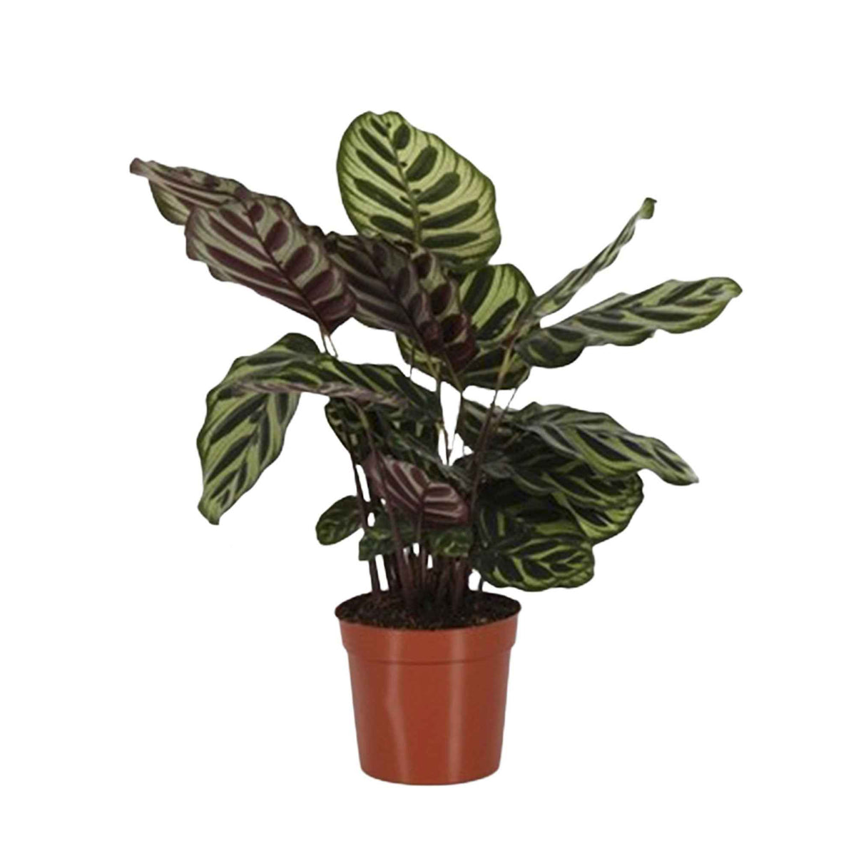 Calathea makoyana - Calathea  makoyana - Calathea