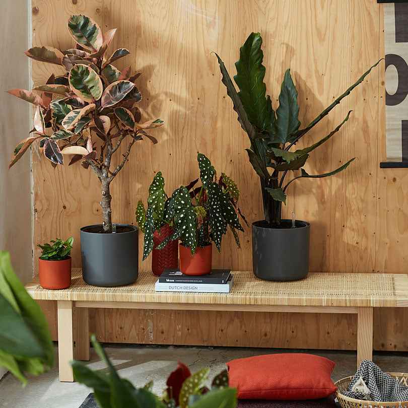 Vente Elho Pot B.for soft rond anthracite - 