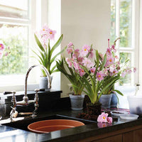 Elho pot de fleurs Green basics orchid rond transparent - Pot pour l'intérieur - Elho Brussels®