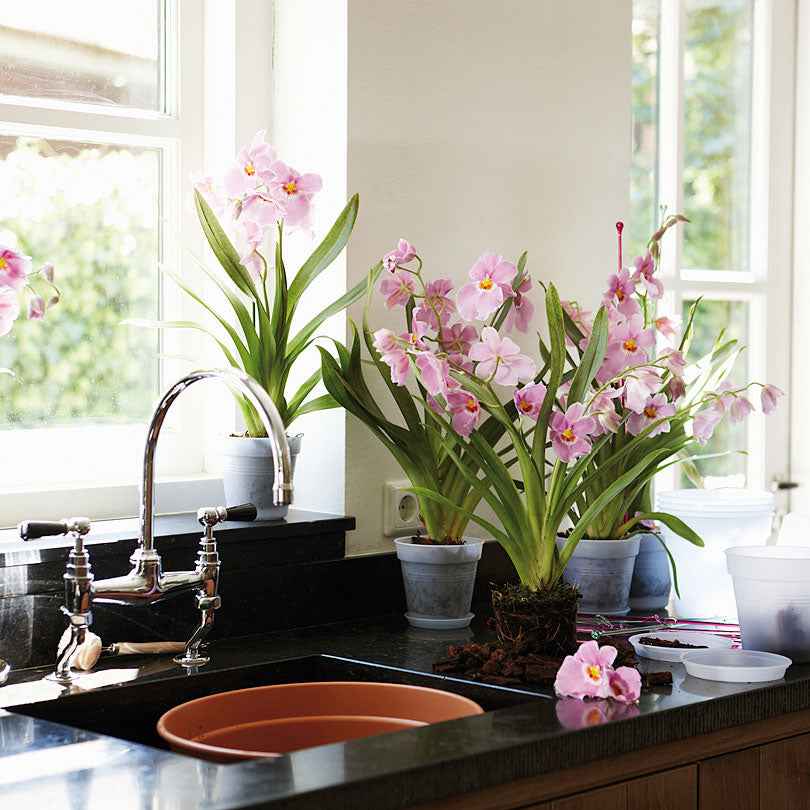 Elho pot pour orchidée - Bakker