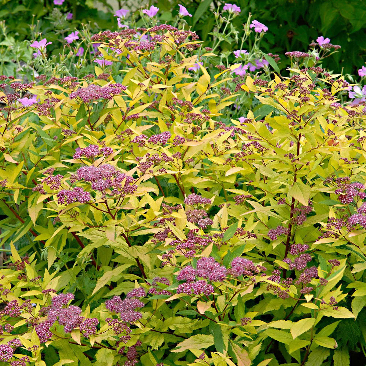 Spirée 'Goldflame' - Spiraea japonica goldflame - Bakker