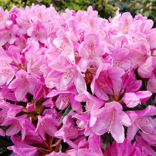 Rhododendron Roseum Elegans - Bakker
