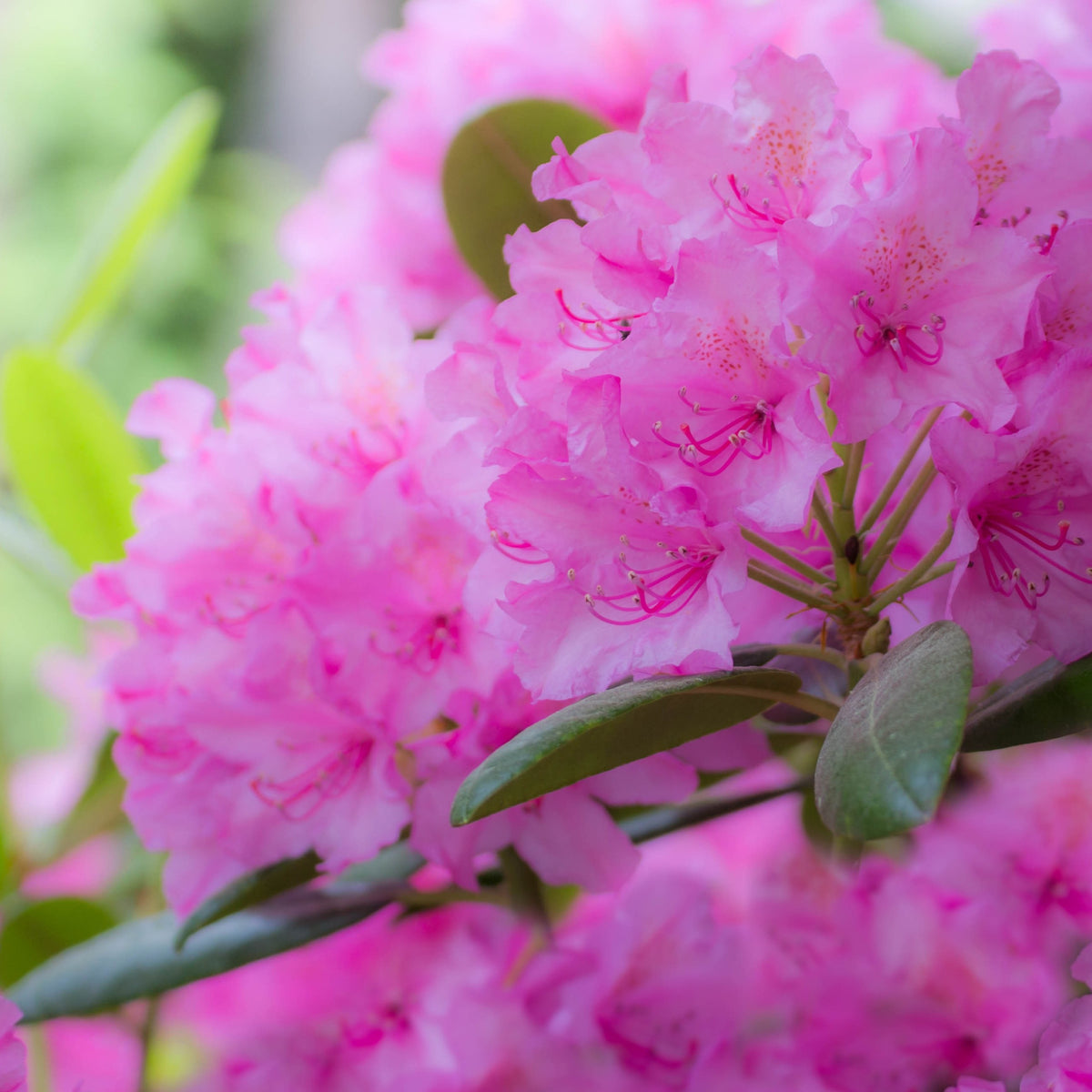 Rhododendron - Rhododendron Roseum Elegans - Rhododendron roseum Elegans