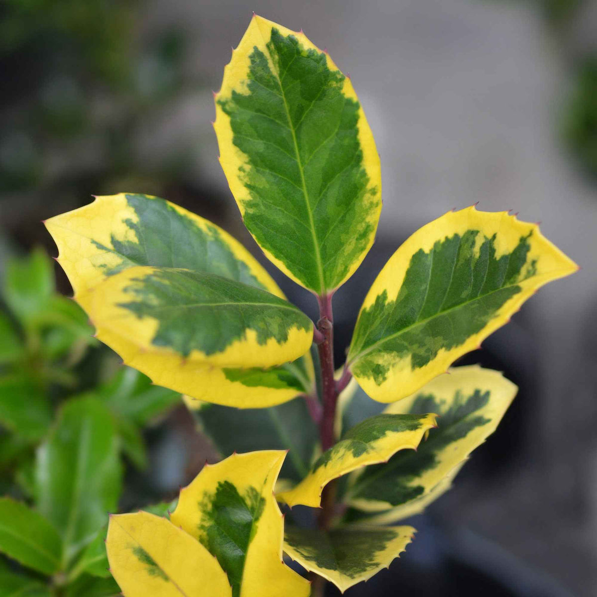 Houx de Highclere 'Golden King' - Bakker