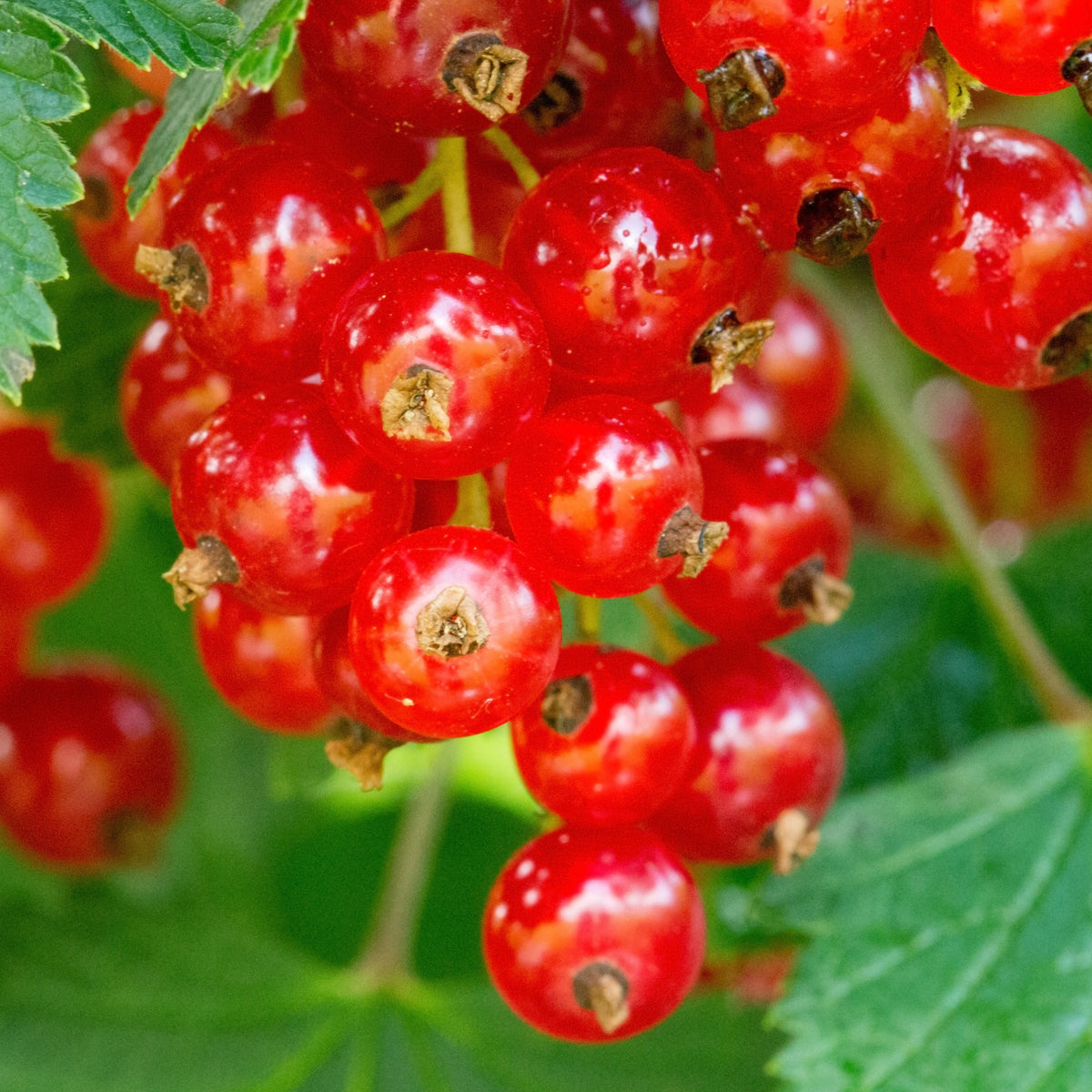 Groseilliers - Groseillier à grappes Jonkheer Van Tets - Ribus rubrum Jonkheer Van Tets
