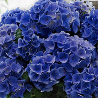 Hortensia Hydrangea 'Blue Boogie Woogie'® Bleu - Arbustes à fleurs