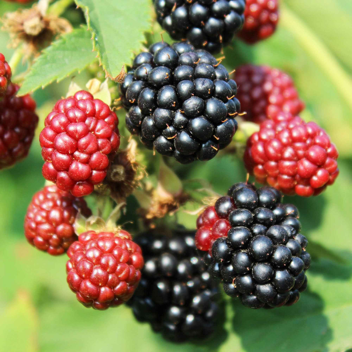 Mûrier nain  Rubus 'Little Black Prince' Noir - Bio - Rubus fruticosus 'Little Black Prince' - Bakker
