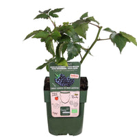 Mûrier nain Rubus Little Black Prince Noir - Bio - 1x hauteur de livraison 30-50 cm, pot de Diamètre 13 cm - Arbustes - undefined