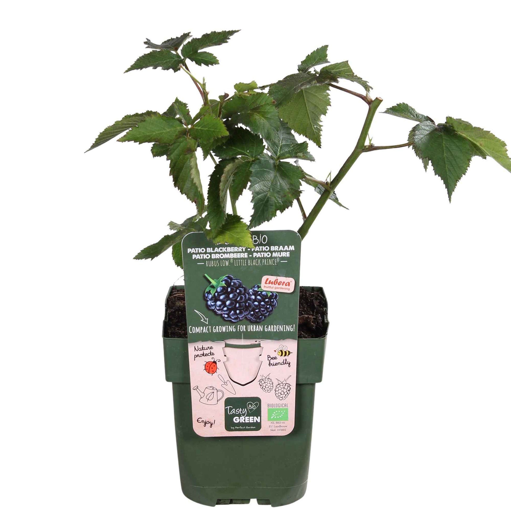 Mûrier nain Rubus Little Black Prince Noir - Bio - 1x hauteur de livraison 30-50 cm, pot de Diamètre 13 cm - Arbustes - undefined