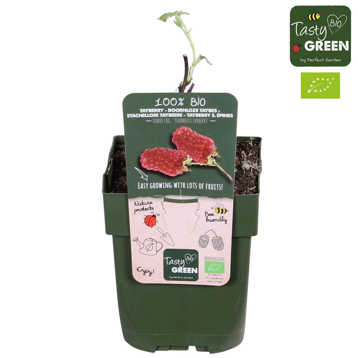 Mûre-framboise 'Tayberry' - Rubus 'tayberry' - Bakker