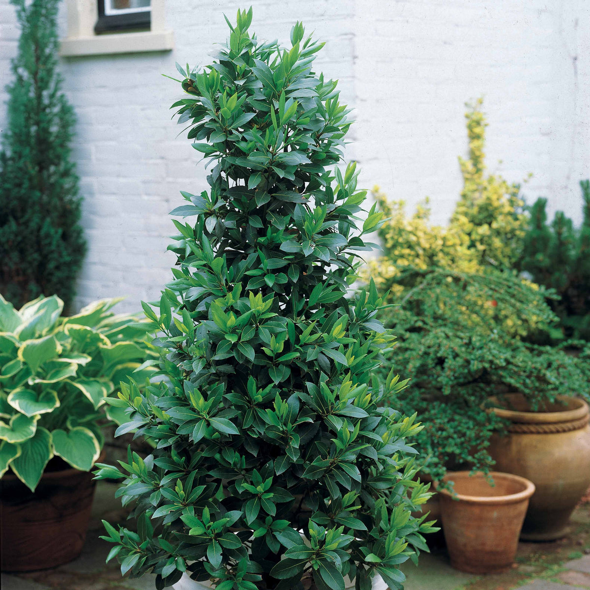 Lauriers - Laurus Nobilis - Laurier-sauce - Laurus nobilis