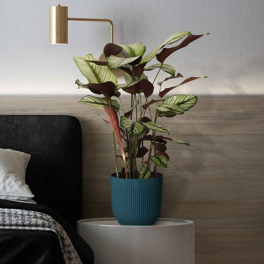 Plante de l'ombre Calathea 'White Star' vert-blanc-rose - Bakker