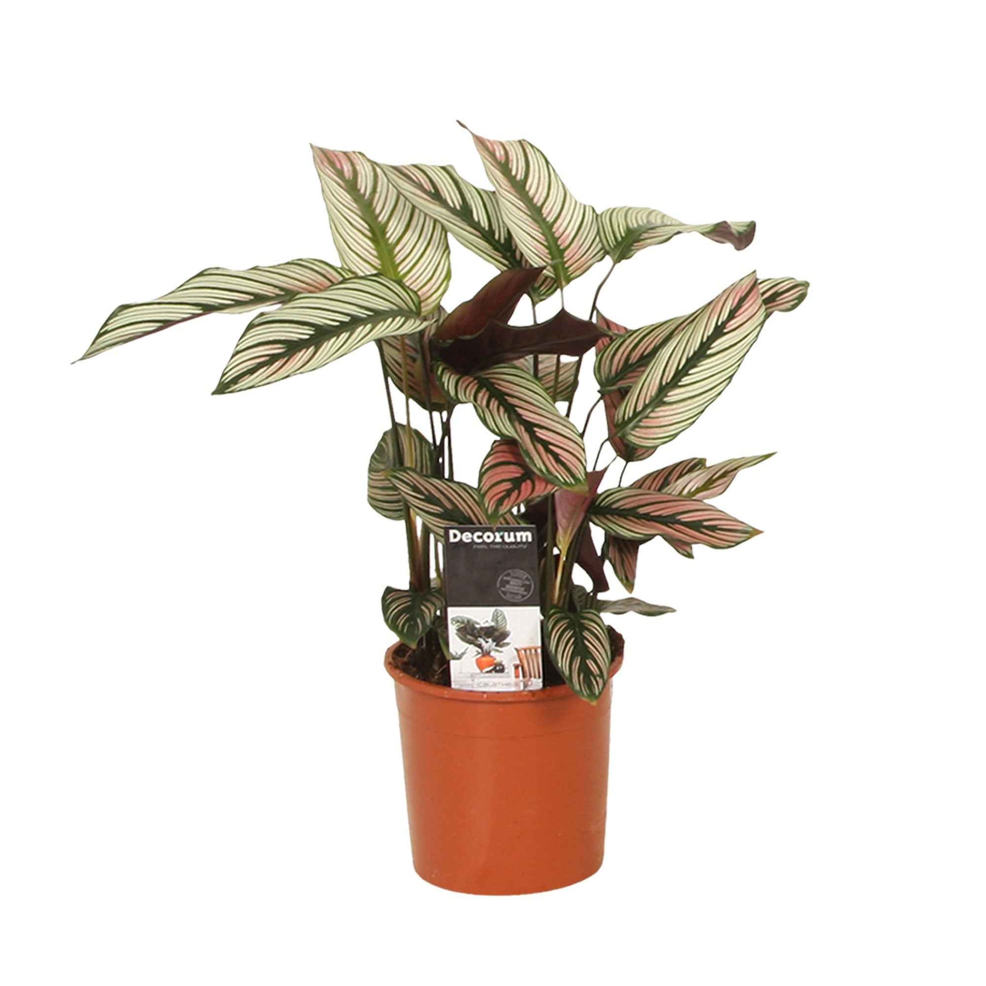 Plante de l ombre Calathea White Star vert-blanc-rose - 1x hauteur de livraison 40-55 cm, pot de Diamètre 14 cm - Calathea - undefined