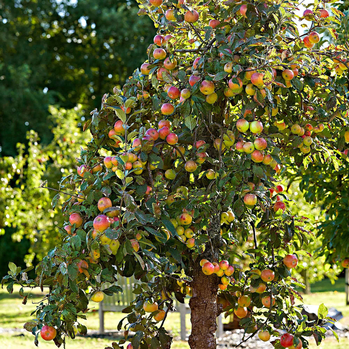 Pommier Elstar - Bakker