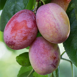 Prunier Opal - Bakker