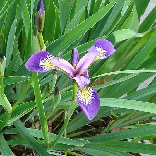 Lis bleu américain versicolor - Bakker