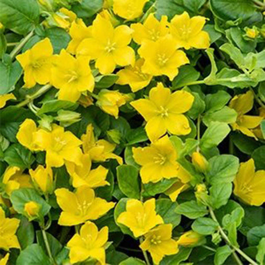 Lysimaque - Herbe aux écus - Bakker