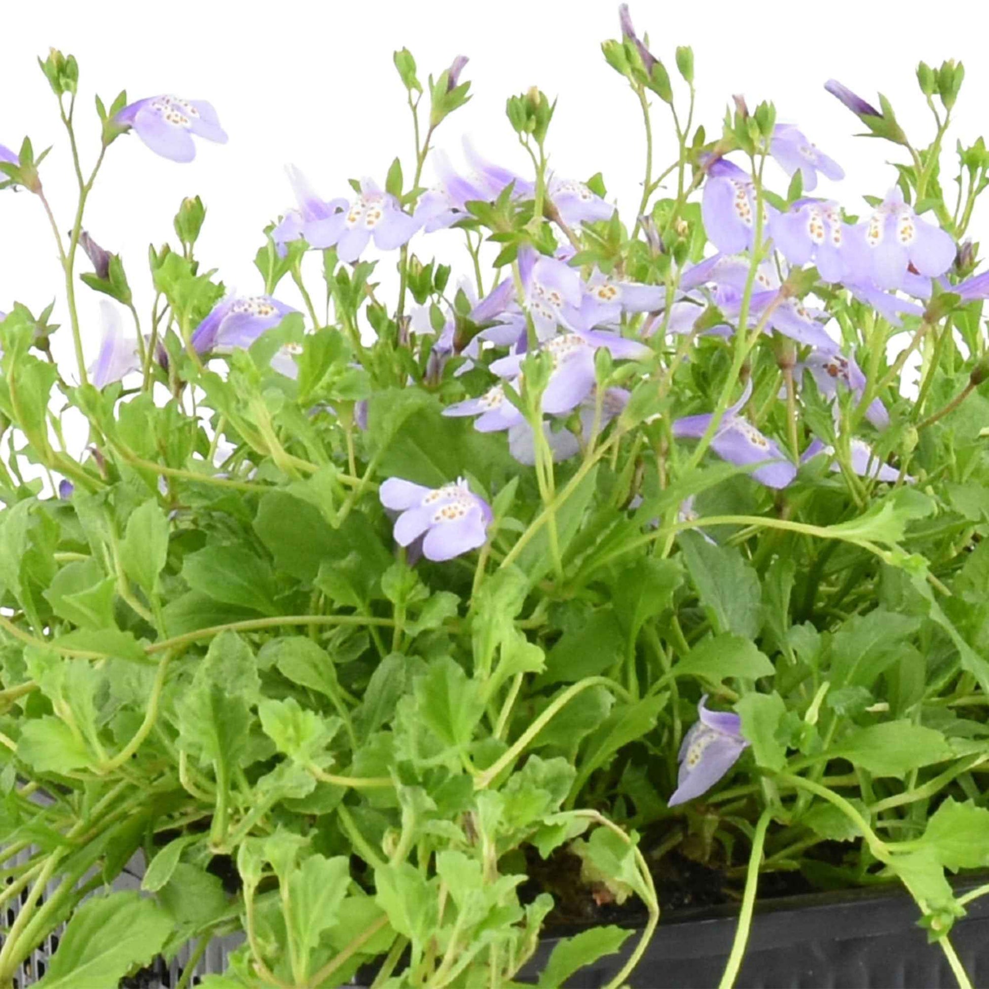Mazus reptans 'Blue' violet - Plantes de bassin
