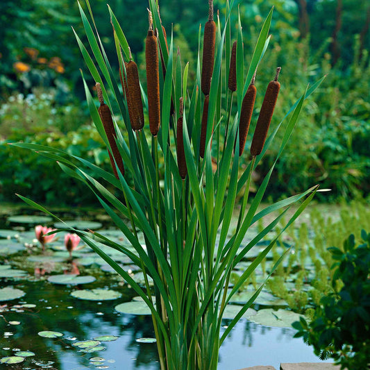 Massette à feuilles étroites - Bassin naturel