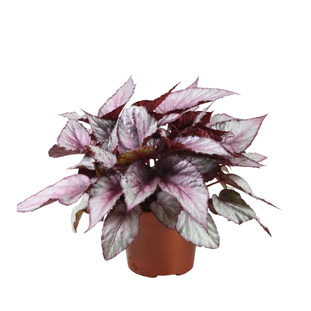 Bégonia Begonia 'Maori Haze' - Bakker