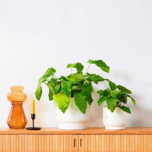 Calathea 'Network' - Bakker