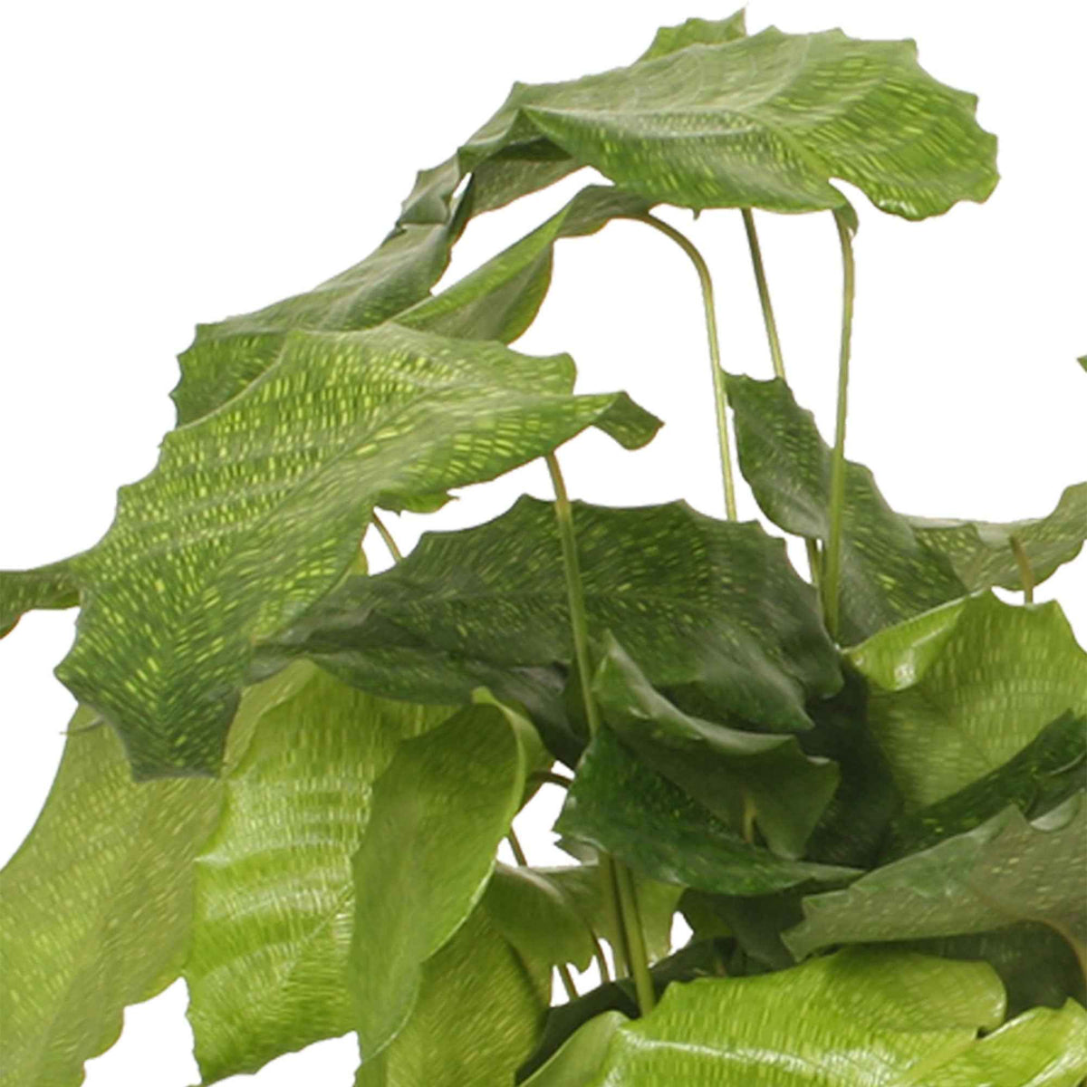 Calathea 'Network' - Calathea musaica network - Bakker