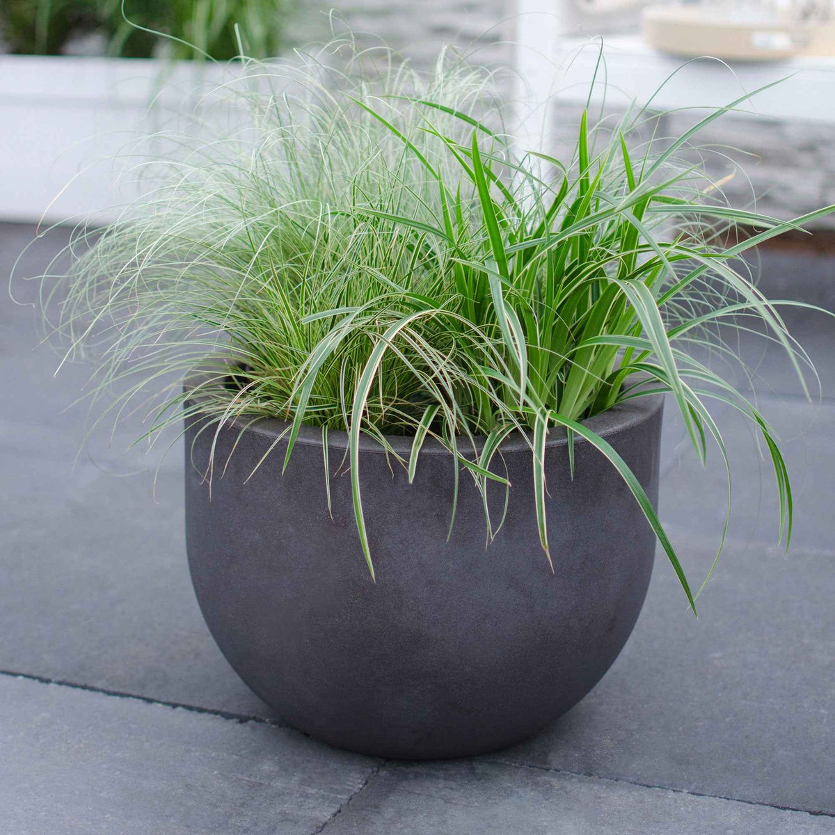 Laîche du Japon panachée - Carex morrowii variegata - Bakker