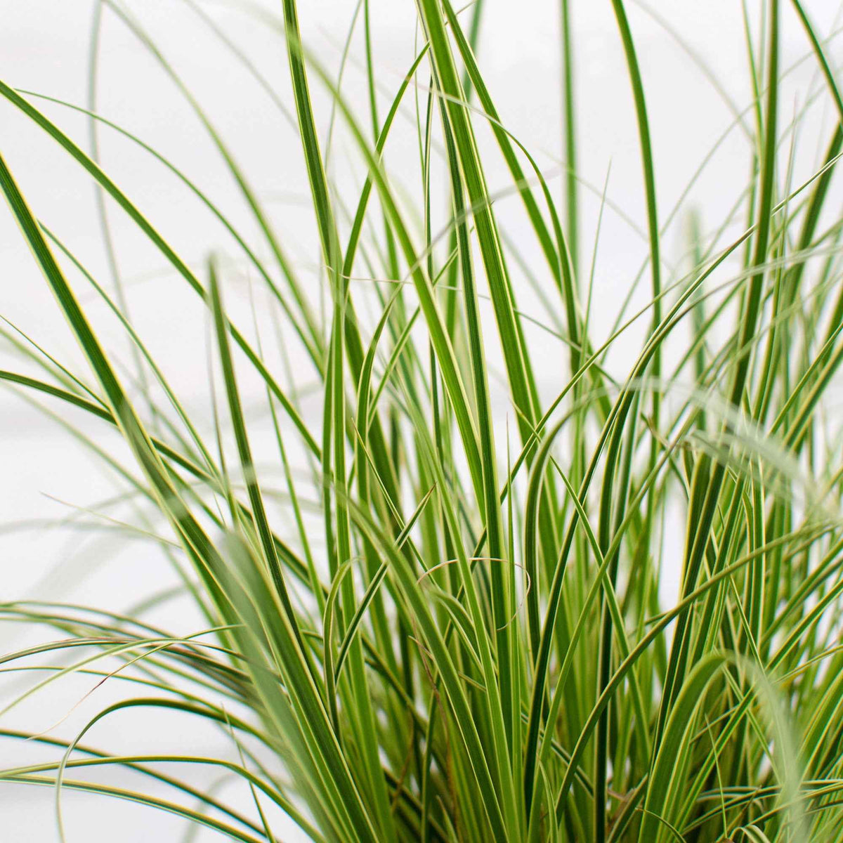 Carex morrowii variegata - Laîche du Japon panachée - Carex