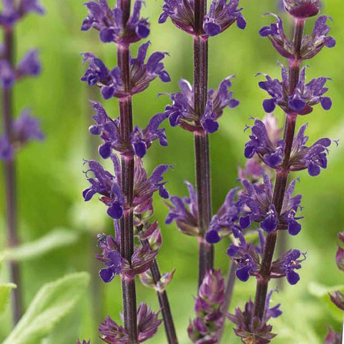 Salvia nemorosa caradonna - Salvia Bleu 'Caradonna' - Sauges