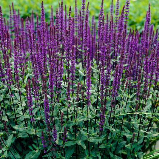 Salvia Bleu 'Caradonna' - Bakker