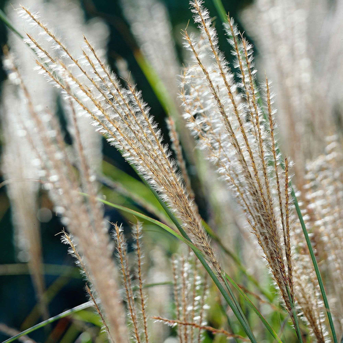Eulalie - Miscanthus - Roseau de Chine 'Gracillimus' - Miscanthus sinensis gracillimus