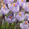 25x Crocus Crocus 'Pickwick' violet - Arbustes à papillons et plantes mellifères