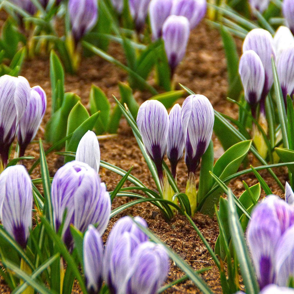 Crocus vernus pick wick - 15 Crocus Pick Wick - Bulbes de Crocus