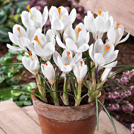 Crocus 'Jeanne d'Arc' - Bulbes de fleurs attirant les abeilles et les papillons