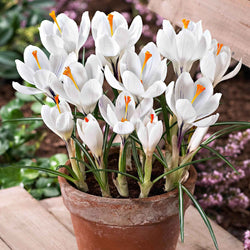 15 Crocus Jeanne d'Arc - Bakker