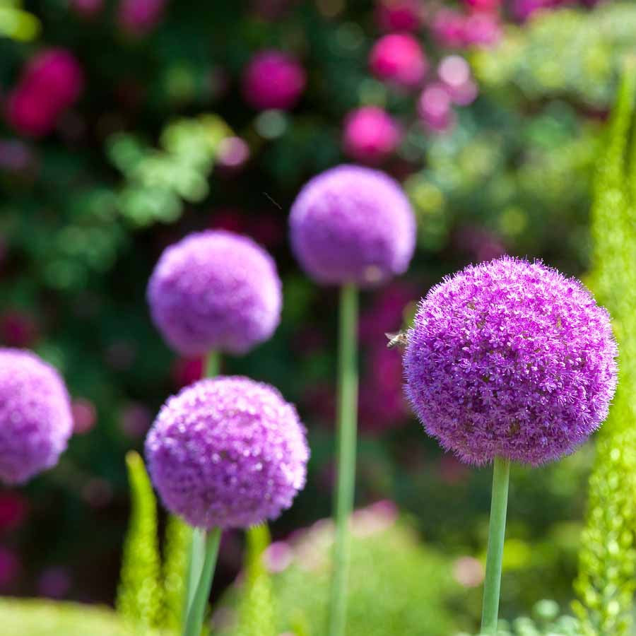 Bulbes d'Allium - 3 Alliums d'ornement Globemaster - Allium globemaster