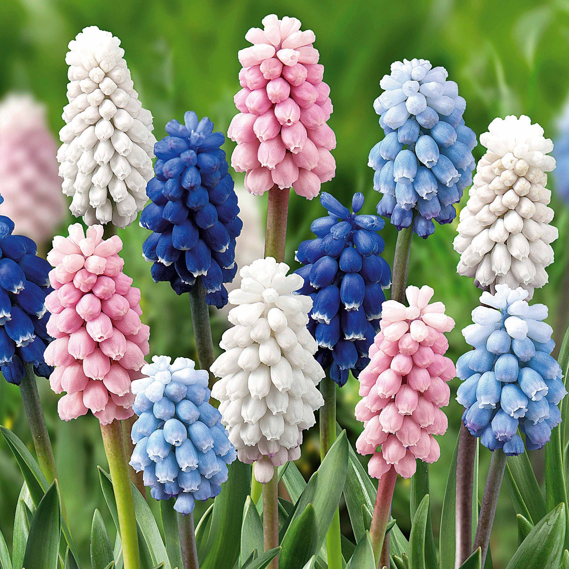 25 Muscaris en mélange - Muscari - Bakker