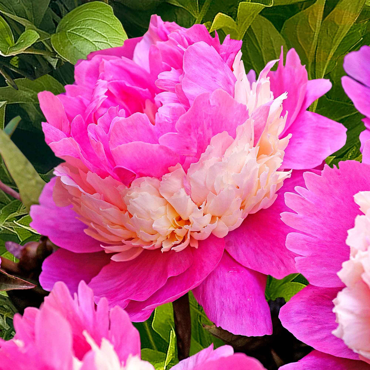 Vente Pivoine 'Sorbet' - Paeonia lactiflora x sorbet