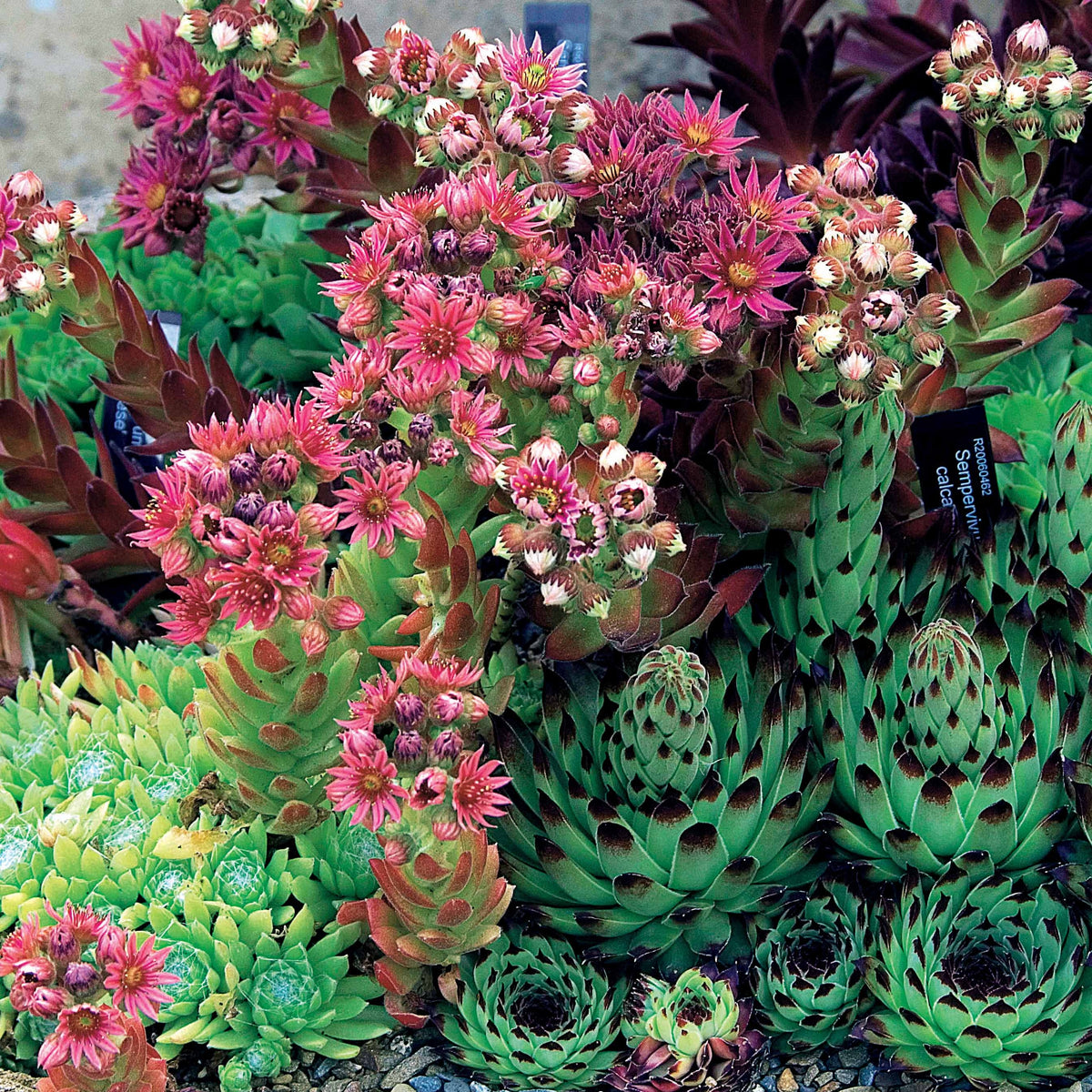 6 Joubarbes en mélange - Sempervivum - Bakker