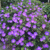 Bec de grue Geranium 'Rozanne' - Arbustes à papillons et plantes mellifères