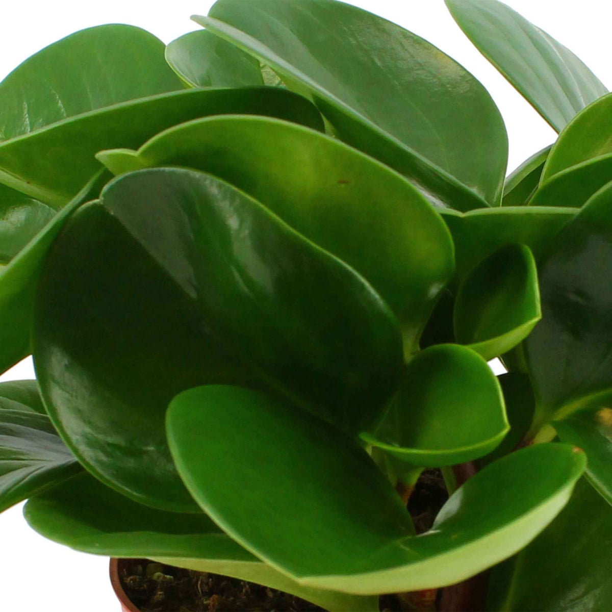 Peperomia obtusifolia - Peperomia obtusifolia - Bakker
