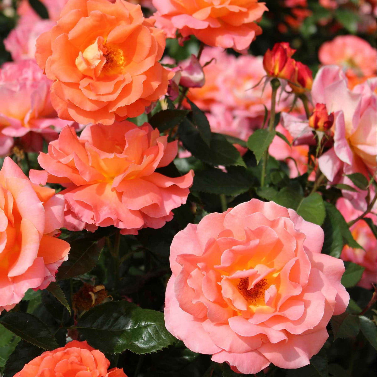 Rosier à grandes fleurs 'Augusta Louise' - Bakker
