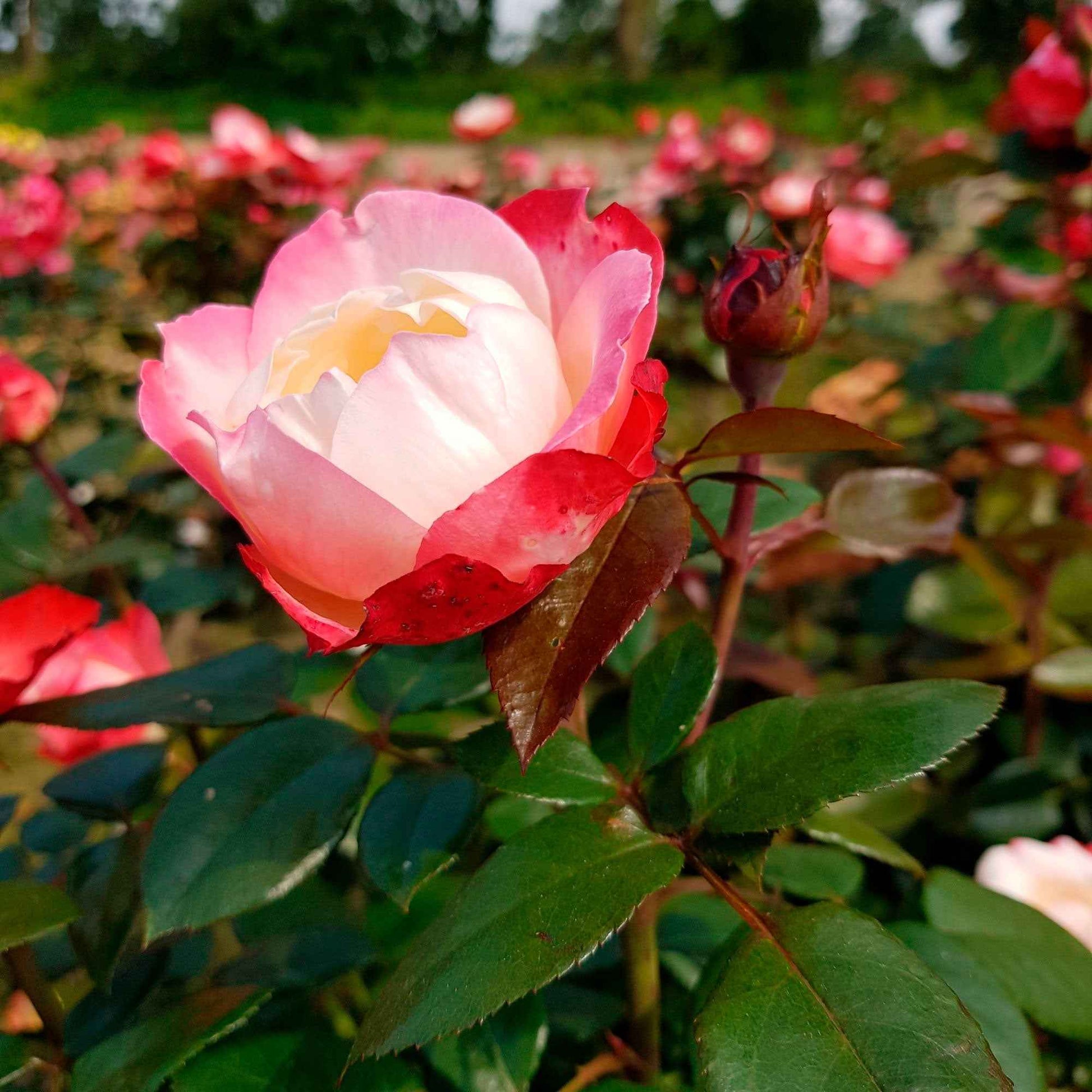 Collection de Rosiers sans entretien - Bakker.com | France