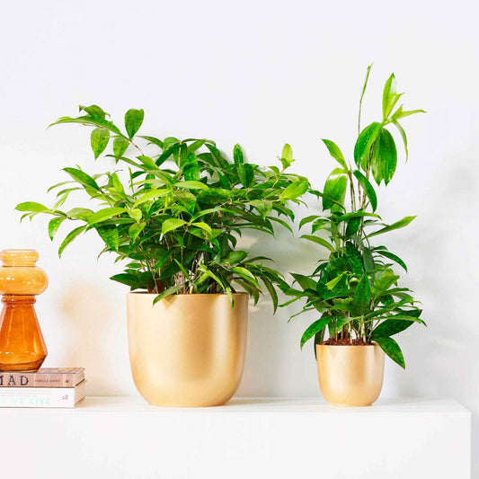 Dragonnier Dracaena surculosa - Bakker