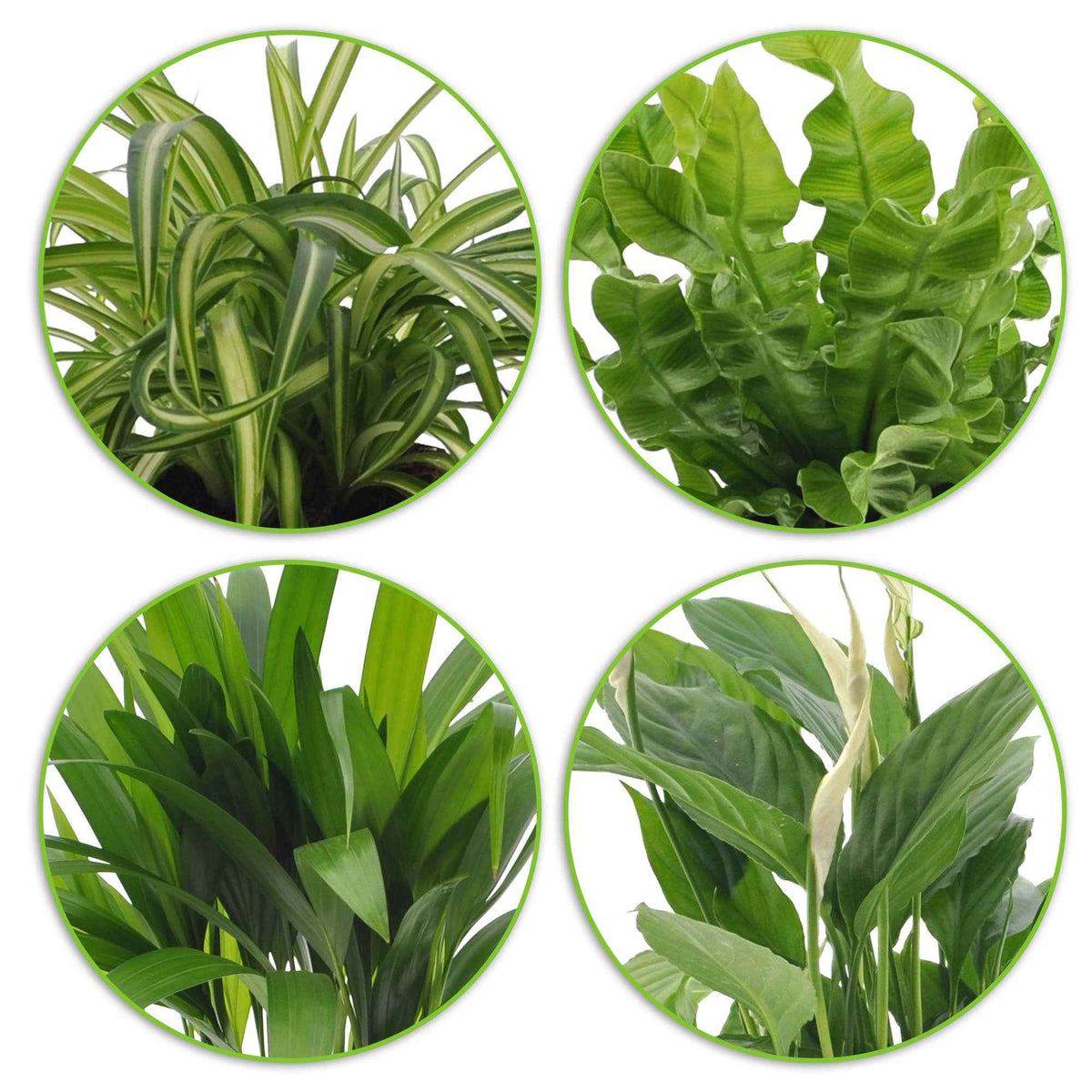 Areca dypsis, chlorophytum 'atlantic', asplenium, spathiphylum - Collection de 4 plantes dépolluantes - Chlorophytum