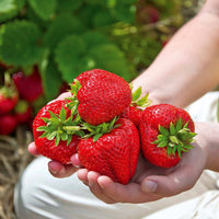 Bakker - 20 Fraisiers Maxim - Fragaria maxim