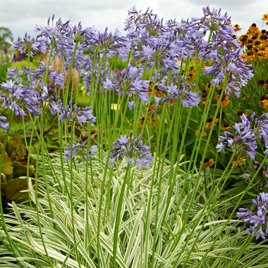 Agapanthe 'Silver Moon' - Bakker