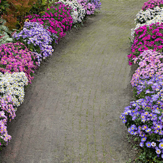 4 Aster d'automne en mélange - Bakker